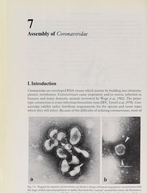 Fig.  7-1. Negatively stained coronavirions,  (a) shows a  Clusterofhuman respiratory  coronaviruses with  the  large, widely-spaced  peplomers  or spikes that form  the  “corona ” around the  virion,  (b) illustrates a human  enteric coronavirus with deli