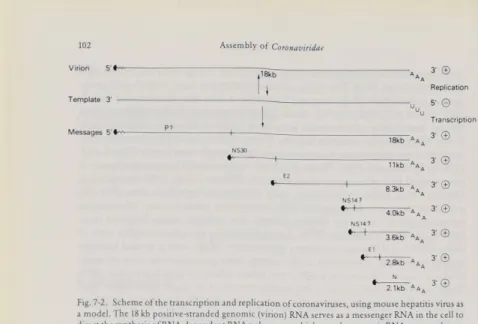 Fig.  7-2.  Scheme ot the  transcription and replication  of  coronaviruses,  using  mouse  hepatitis  virus as  a model