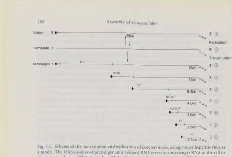 Fig.  7-2.  Scheme ot the  transcription and replication  of  coronaviruses,  using  mouse  hepatitis  virus as  a model