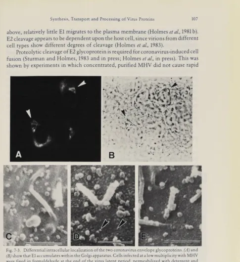 Fig. 7-3. Differential  intracellular  localization of the two  coronavirus envelope  glycoproteins
