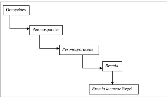 Figure 5 :  Phylogénie du Bremia lactucae ( Source : Weber et al., 1997 ) 