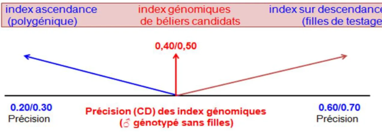 Figure 3: La précision des index (CD) génomiques est intermédiaire entre celle des index polygéniques et                             celle des index sur descendance (Source : CR CNBL, 2012) 