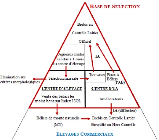 Figure 5: Organisation du schéma pyramidal Photos par Diane BUISSON 