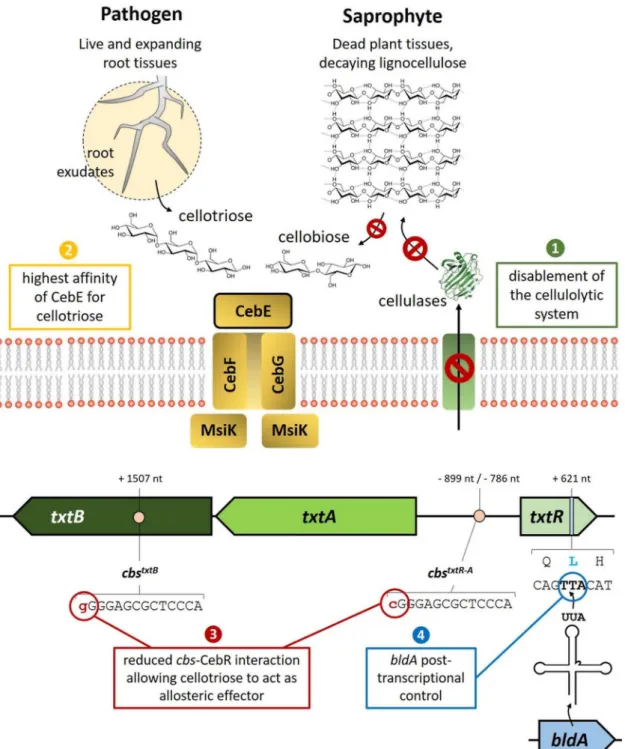 FIG 1 Genetic and physiological features predicted for the adaptation of S. scabies to a pathogenic lifestyle built upon the perception of cello-oligosaccharides