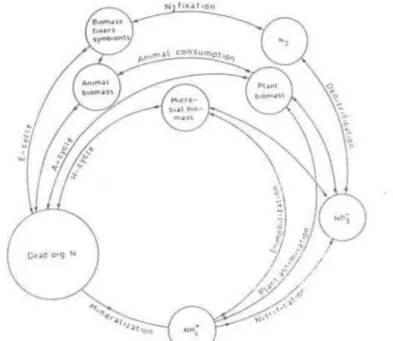 Figure  1.1  Cycle de  l'azote  (Source:  Stevenson,  1982)  5 