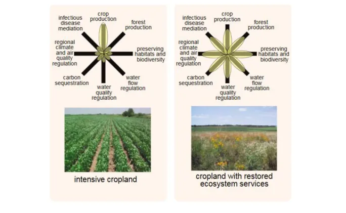 Figure  1  Conceptual  framework  for  comparing  trade-offs  of  ecosystem  services  in  intensive  (left)  and  ecological-based (right) farming (according to Foley, 2005)