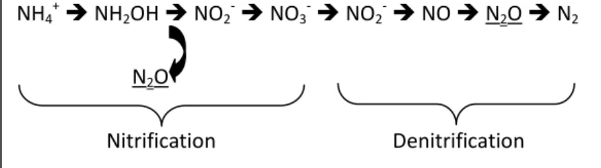 Figure 1: Nitrification/denitrification process 