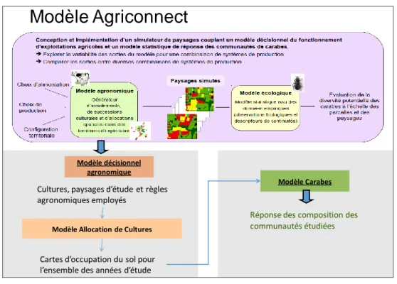 Figure 1 : Modèle globale Agriconnect (source : séminaire AGRICONNECT Mars 2014, Boussard et al)