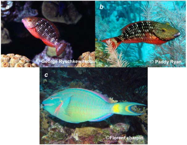 Figure 1: Sparisoma viride phases: (a) Juvenile phase (flower Garden Banks, Texas, USA),          (b) Initial phase (Glover’s reef, Belize, (c)  Terminal phase (Bonaire, Netherlands)