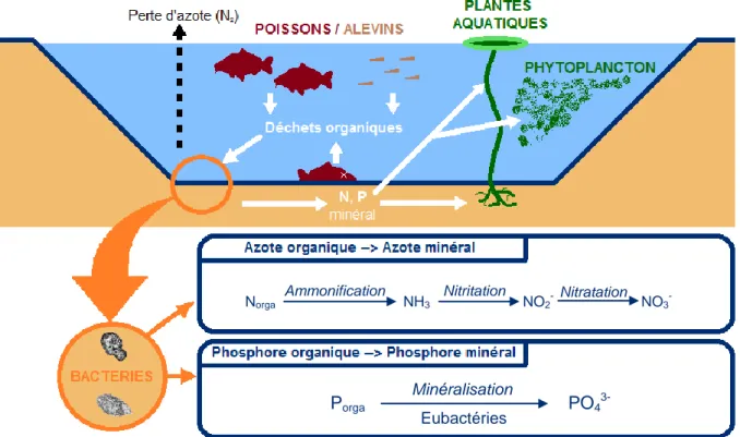Fig. 2 Schéma du fonctionnement de l’autoépuration d’un étang (d’après Pochon et De  Barjac, 1958 et Arrignon, 1998)