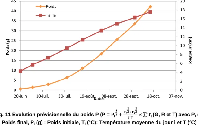 Fig. 11 Evolution prévisionnelle du poids P (P =                   (G, R et T) avec P f  (g)  : Poids final, P i  (g) : Poids initiale, T i  (°C): Température moyenne du jour i et T (°C) :  Somme des température sur toute la période de croissance) et de la