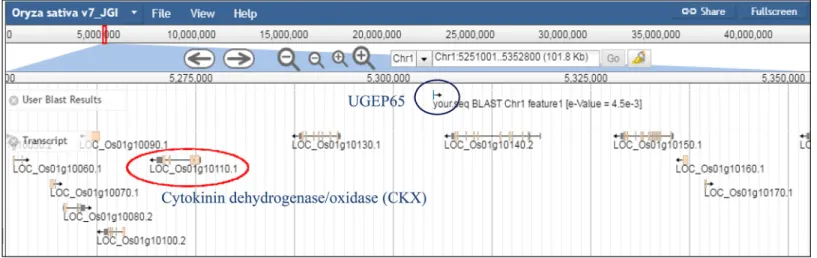 Fig 5. Screen shot image of comparative genomics analysis with QTL UGEP65 in genome of rice