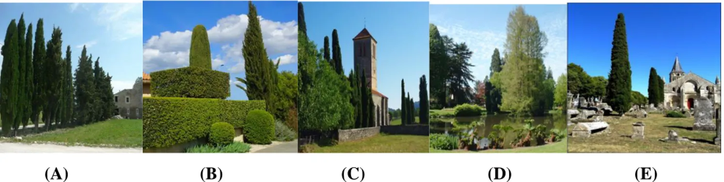 Figure  2 :  Présence  du  cyprès  vert  en  zone  méditerranéenne  (A :  Brise-vent ;  B :  Cyprès  vert  taillé ;  C :  Cyprès vert isolée ; D : Cyprès vert dans le parc ; E : Cyprès vert dans la ville) 