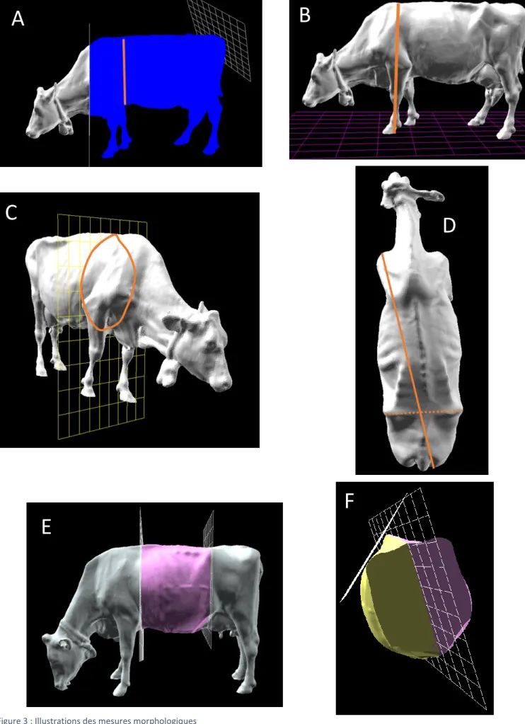 Figure 3 : Illustrations des mesures morphologiques 