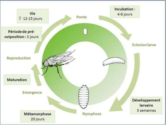 Figure 2 : Cycle biologique de la mouche du chou  (ephytia.inra.fr) . 
