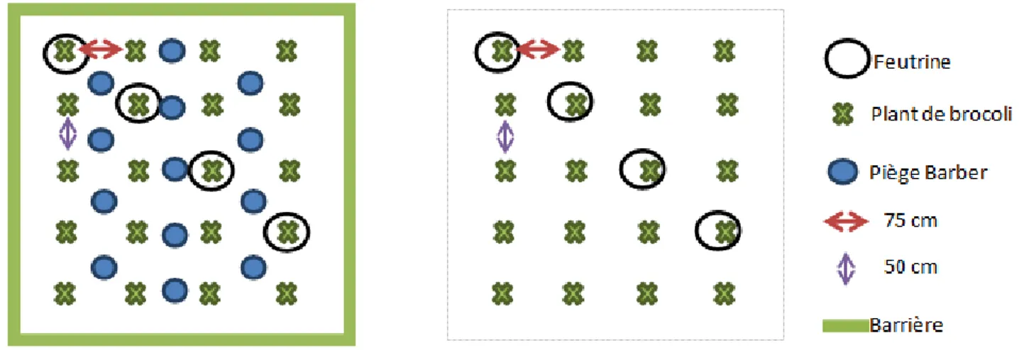 Figure 14 : Schéma du dispositif expérimental – à gauche un bloc défauné, à droite un bloc non défauné, parcelle  expérimentale de Pleumeur-Gautier  (illustration personnelle) 
