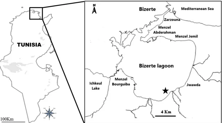 Fig. 1 Map of Bizerte lagoon (Northern Tunisia). The black full star in the Southern part of the lagoon shows the sampling site location
