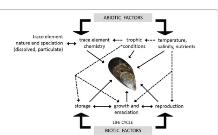 Figure 4: Schematic representation of major biotic and abiotic factors governing  trace element concentration levels in mussels (modified after Ref