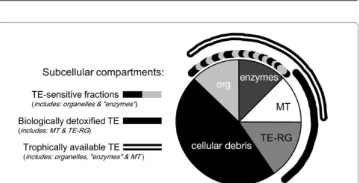 Figure 2: A generalized ecotoxicological pie chart depicting subcellular  compartments  based  on  the  biological  significance  of  the  various  subcellular  fractions in clams