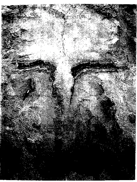 Fig. 12. Trace d'une fente de gel à remplissage de glace affectant une couche de tourbe datée de 25000 ans
