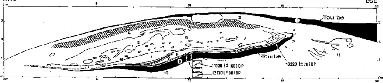 Fig.  4.  Coupe  dégagée  au  travers  du  rempart  d'une  trace  de  butte  périglaciaire  de  la  Konnerzvenn  et  dévoilant l'existence d'une couche de tourbe en son sein