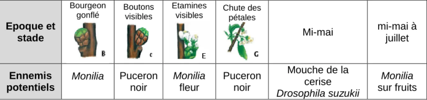 Tableau 1 : Ennemis potentiels du verger de cerisiers en fonction de la saison et des stades  phénologiques (source : http://www.grceta.fr/GRCETApdfs/Cerisier_Bio-Phyto.pdf) 