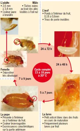 Figure 10: Cycle biologique de Drosophila suzukii à 20°C (source : Weydert et al., 2013) 