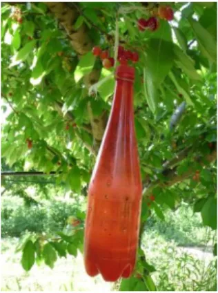 Figure 13 : Bouteille de Badoit rouge positionnée pour le suivi de population avec l’attractif vinaigre-vin- vinaigre-vin-eau (source : Cyrielle MASSON, Bellegarde, 11/05/2015) 