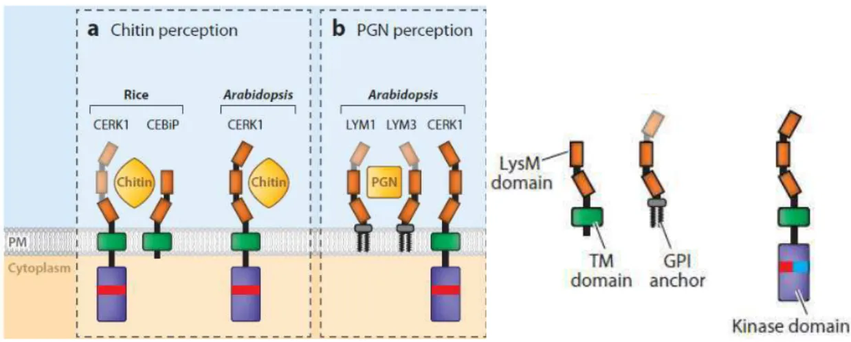 Figure 5. Implication de récepteurs LysM-RLP et LysM-RLK dans la perception de PAMPs. a) Perception de la  chitine  chez  le  riz  et  A