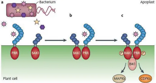 Figure  6.  Interaction  de BAK1  avec  les  PRRs  pour  former  un  complexe  impliqué  dans  la  réponse  des  plantes  suite à la perception des PAMPs (Dodds et Rathjen, 2010)