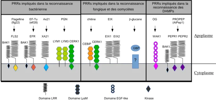 Figure 7.  Les récepteurs PRRs connus chez les plantes et les PAMPs/DAMPs associés. Récepteurs FLS2, EFR,  XA21,  LYM1,  LYM3,  CERK1,  CEBiP,  EIX1,  EIX2,  GBP,  WAK1,  PEPR1  et  PEPR2
