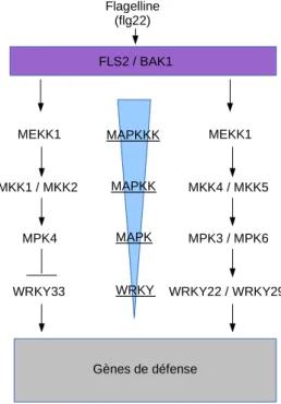 Figure 8. Induction des gènes de défense par l’activation de la cascade MAPK déclenchée par la reconnaissance  de flg22 par FLS2