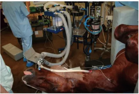 Figure 6 : trachéotomie pour ventiler un cheval lors d’une anesthésie générale.