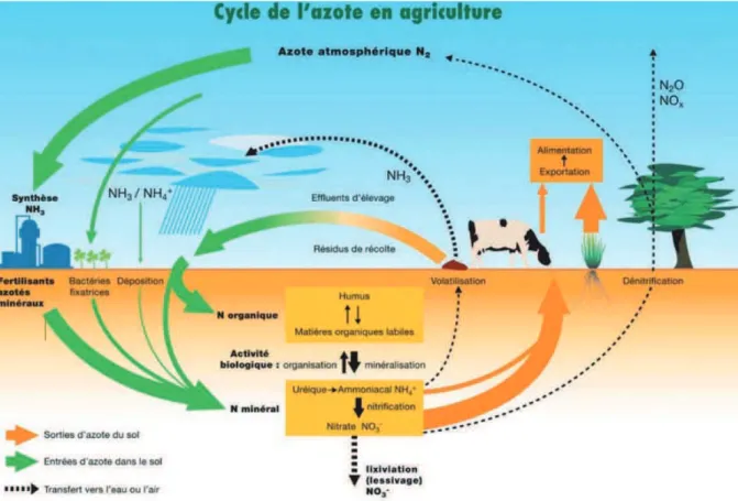 Figure 4 : Devenirs possibles des formes d’azote des engrais après l’épandage                               (Cohan J-P., Le Souder C., 2013) 