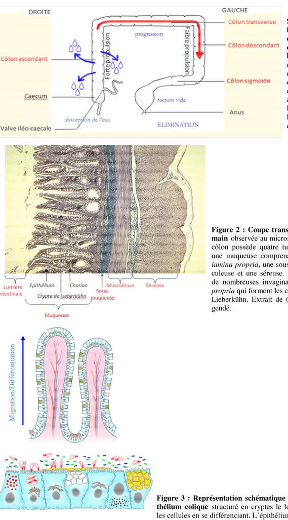 Figure  1  :  Schéma  structural  et  fonctionnel  de  la   mé-canique  digestive  au  cours  du  transit  dans  le  côlon  humain