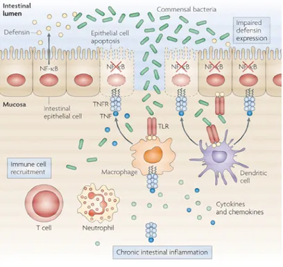 Figure 7 : Organisation du système immunitaire de la barrière épithéliale. L’épithélium sécréte des peptides anti- anti-microbiens  (défensines),  les  cellules  épithéliales  intestinales  empêchent  physiquement  les  bactéries  de  pénétrer  dans  l’org