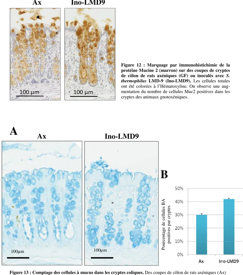 Figure 13 : Comptage des cellules à mucus dans les cryptes coliques. Des coupes de côlon de rats axéniques (Ax)  ou inoculés avec S
