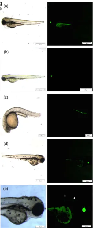 Figure 7.  Stereoscopic (left-hand side) and fluorescent pictures (right-hand side) of Tg(hsp70l:GFP) with (a)  control, (b) SnI 2  3 dpf at 2.16·10-1 mM, (c) PbI 2  1 dpf at 1.08 mM, (d) PbI 2  3 dpf at 5.4·10-3 mM and (e) being the  magnification of (d)