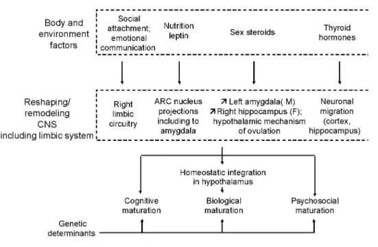 Figure 3 During the critical prenatal and early postnatal periods of life when the central nervous system (CNS)  shows important development and adaptation capacities, several body and environmental factors can 