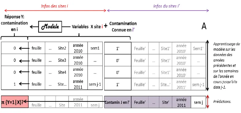 Tableau 14 : A) Illustration de la validation croisée utilisée dans le scénario 2, où l’on prédit une  semaine j en i (en rose) avec les informations de la semaine j en i’ (en vert) B) Illustration de la  validation croisée utilisée dans le scénario 4, où 