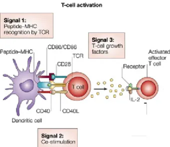 Figure 2 : Activation des lymphocytes T. Tiré avec permission de Nature, (2004) Ricordi et al
