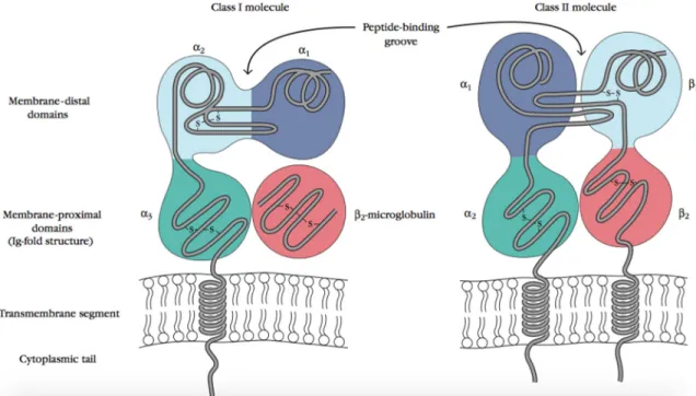 Figure 6 : Structure des molécules HLA de classe I et II. Tiré avec permission du livre Kuby  Immunology (2007) 