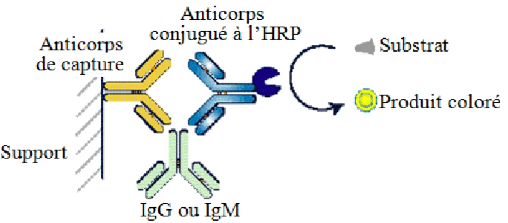 Figure 6 : Principe du dosage dROM réalisé par l’automate Konélab. 