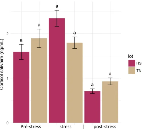 Figure 8 : Evolution du cortisol salivaire des truies en fonction du lot stressé thermiquement (HS) et  thermo-neutralité (TN)