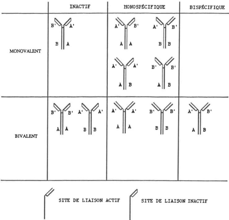 Fig.  2  Composition du mélange  d'Ac sécrétés par les  triomes et quadromes 