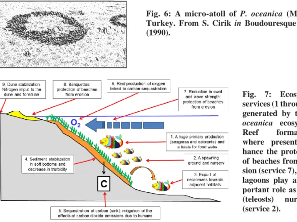 Fig.  6:  A  micro-atoll  of  P.  oceanica  (MA)  in  Turkey.  From  S.  Cirik  in  Boudouresque  et  al