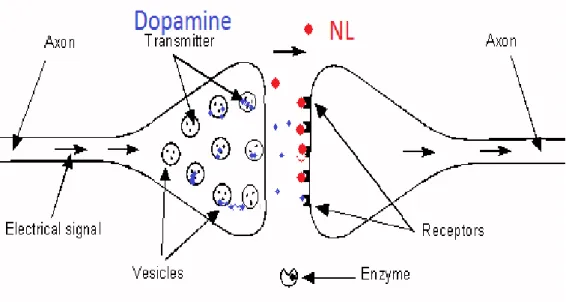 Figure 1 : Mécanisme de blocage post-synaptique 