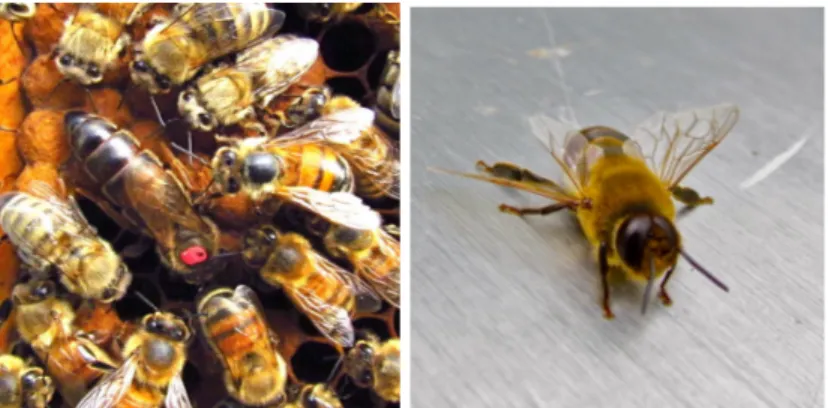 Figure 1.1: Honey bee caste differentiation: Left, the larger queen, with the red  spot on the thorax, surrounded by smaller workers; Right, the drone (Photo credit: 
