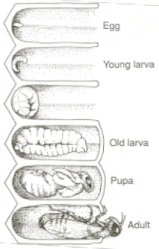 Figure 1.2: Representation of the four developmental stages of the honey bee: 