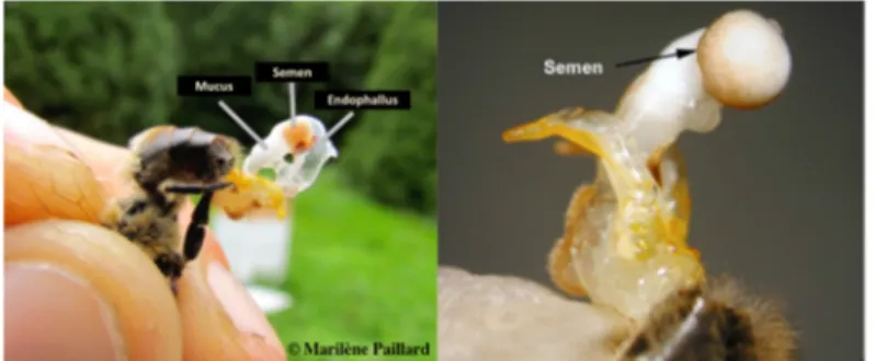 Figure 1.5: Full eversion of the male’s endophallus, exposing the semen and the  mucus (photo credit: Left Marilène Paillard; Right (Cobey et al